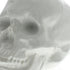 White Ceramic Skull Sculpture