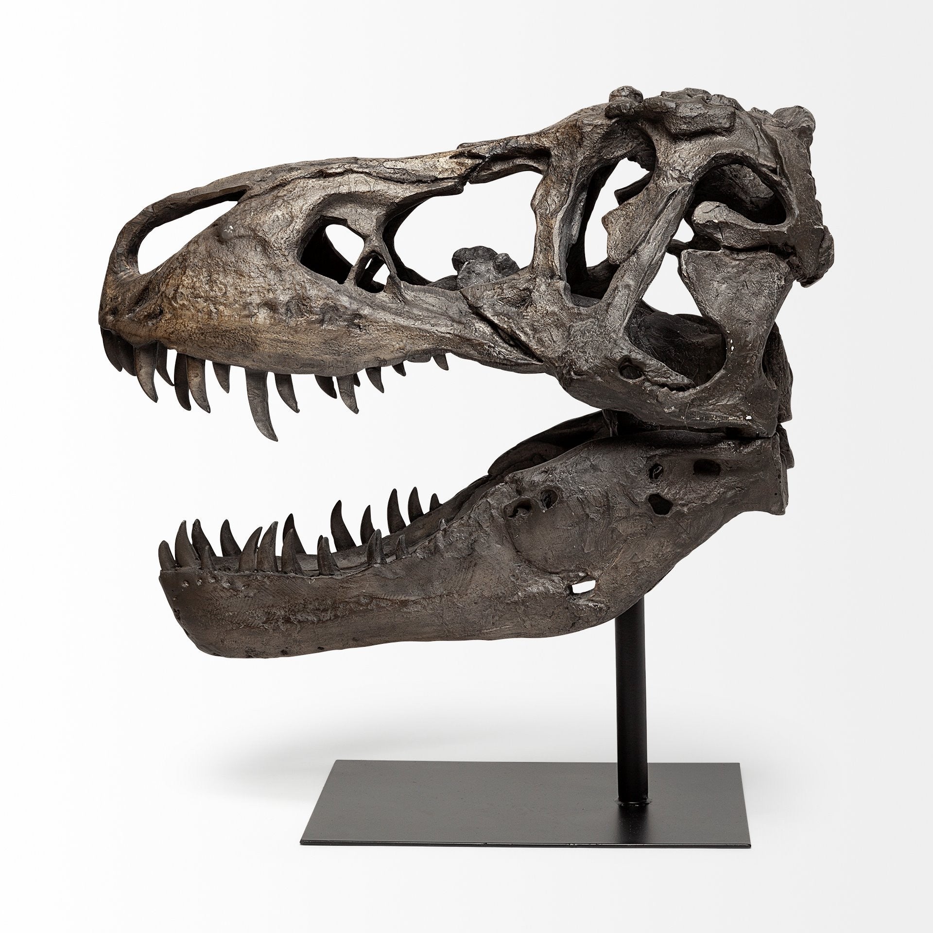 Authentic Replica T Rex Skull Sculpture