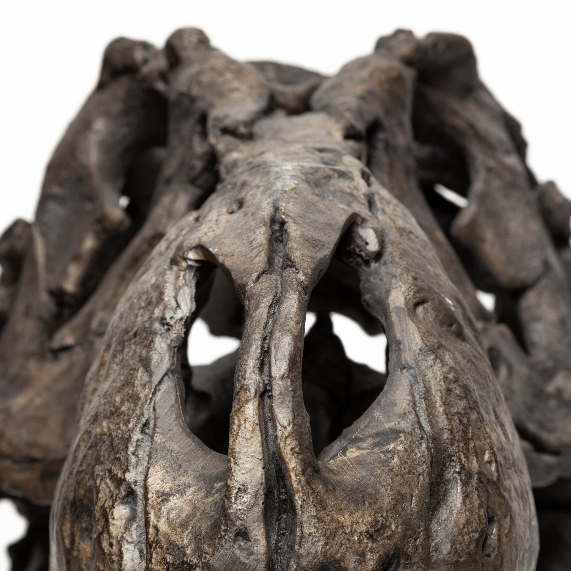 Authentic Replica T Rex Skull Sculpture